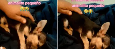 Graban a perrito sufriendo pesadillas mientras duerme luego de haber vivido maltratos Graban a perrito sufriendo pesadillas mientras duerme luego de haber vivido maltratos