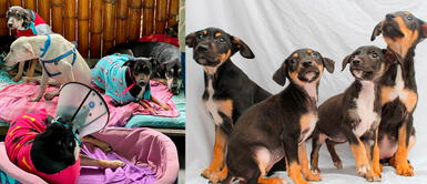 Los canes fueron víctimas de maltrato animal. 14 perros buscan un nuevo hogar tras la muerte de su dueño en Surquillo