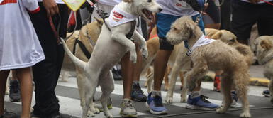 Medidas de protección para sus mascotas en eventuales sismos en el Perú Medidas de protección para sus mascotas en eventuales sismos en el Perú