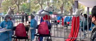 Usuarios la llaman 'Llamujer Maravilla' y 'Mujer Llamavilla Jóvenes piden a 'LLamujer Maravilla' que los vacune contra la COVID-19: "Por acá"