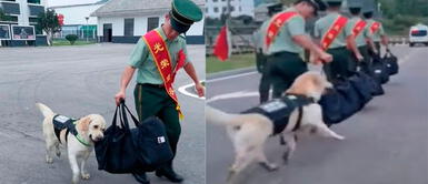El perrito no quería alejarse de su amigo hasta que vino un comandante y le ordenó que se vaya. Agente canino no quiere que su entrenador retirado se vaya y trata de retenerlo