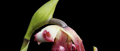 Investigadores peruanos descubren la Investigadores peruanos descubren la "Orquídea del Bicentenario" en Oxapampa