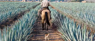 La tierra tapatía ofrece las mejores experiencias que tienes que vivir . ¿Cuáles son las experiencias que deberías vivir en la tierra tapatía?