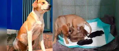 Este curioso hecho sucedió en una veterinaria de Brasil. Perrita callejera acude a veterinaria para dar a luz y el 'papá' de sus crías la espera en el exterior