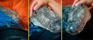 Este curioso hecho sucedió en México. Cocodrilo bebé busca al hombre que lo cuida y se recuesta a su lado para dormir
