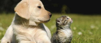 Mascotas: actividades y juguetes que les ayuda a estimular la mente Mascotas: actividades y juguetes que les ayuda a estimular la mente