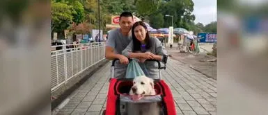 La familia es originaria de Japón. Mamá humana gastó 35 mil dólares para viajar con su perrita vieja a otro país