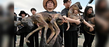 Corea del Sur come un millón de carne de perro por año. ¿Por qué Corea del Sur busca prohibir el consumo de carne de perro?