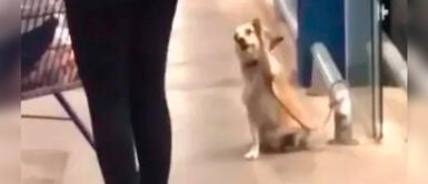 El perrito se robó los corazones de los clientes del supermercado. Perro alza su patita para decirle adiós a los clientes en la puerta de un supermercado