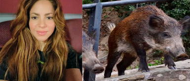 Shakira cuenta cómo se enfrentó a dos jabalíes salvajes en un parque. Shakira fue atacada por jabalíes salvajes en un parque: "Me han reventado todo"
