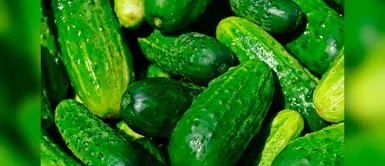 Conoce las propiedades nutricionales del pepino para la buena salud. Pepino, el superalimento para combatir el sobrepeso y el estrés