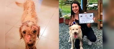 Conoce la desgarradora historia del perrito Simur. Perrito que fue maltratado con agua hirviendo encontró una nueva familia