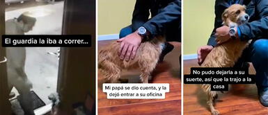 El video viral de la perrita tiene más de un millón de visualizaciones en TikTok. Perrita herida entra a un negocio para refugiarse y el dueño decide adoptarla