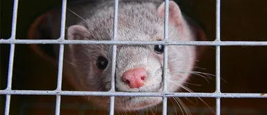 En Finlandia hay unas mil granjas peleteras. Finlandia vacunará a los visones contra la COVID-19