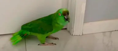 Los loros auroras en cautividad viven más de 20 años. Lorito rompe en llanto cuando su cuidadora no lo deja salir de casa