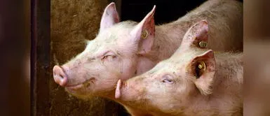 Conoce las razas de cerdos más extrañas a nivel mundial. ¡Mira el video! Sacrifican a 600 cerdos por falta de personal en Reino Unido