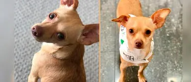 Perrito sufre del corazón hace varios años. Papá humano pide ayuda para que veterinario brasileño opere el corazón de su perrito