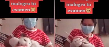 TikTok: Gato arruina examen de su dueña en Honduras Gato travieso arruina examen de su dueña tras comerse su tarea | VIDEO