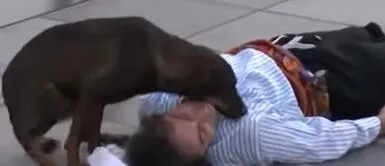 Perrito callejero consuela a actor Perrito callejero se acerca a consolar a ‘hombre herido’, pero era un actor | VIDEO