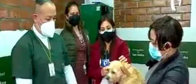 Con esta campaña, que se realiza en San Isidro, las mascotas ya no podrán perderse ni ser robadas. San Isidro: implantan microchip a mascotas para que no se pierdan