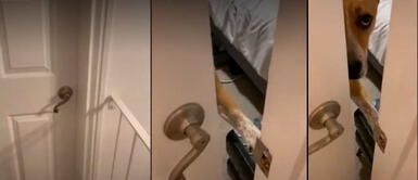 Perrito se vuelve viral tras cerrarle la puerta a su dueña Perrito no negocia su privacidad y le cierra la puerta a su dueña | VIDEO