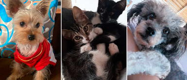 Mascotas ya podrán tener DNI. Sepa cómo hacer para que su mascota tenga DNI