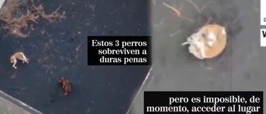 Perros son alimentados por drones tras quedar encerrados por la lava de un volcán en España Perros son alimentados con drones tras quedar aislados por lava de un volcán en España | VIDEO