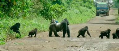 Chimanuka ha causado sensación por parar el tránsito para bienestar de su familia. Chimanuka, el gorila que impidió el pase vehicular para proteger a su familia