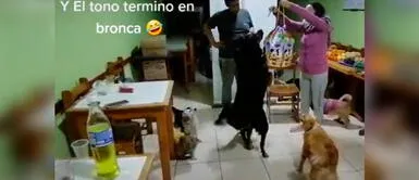 Los perros se pelearon antes de romper la piñata. Esta escena generó miles de carcajadas. Dueños festejan cumpleaños de su perrito y fiesta acabó en peleas