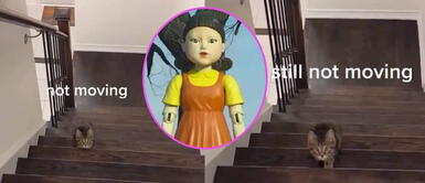 Gato se vuelve viral al jugar reto de 'El Juego del Calamar' Gatito se une al reto de 'El Juego del Calamar' y se vuelve viral