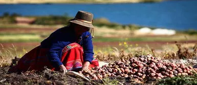 Segunda Reforma Agraria. Sector Agrario: 97% de trabajadores laboran en la informalidad