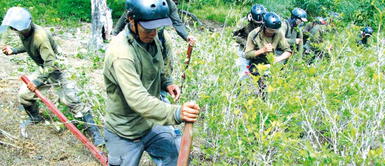 Gobierno suspende erradicación de cocales en Satipo, zona del Vraem. VRAEM: Gobierno suspende erradicación de cocales en Satipo