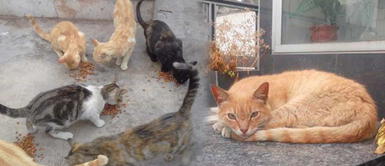 Gatos abandonados en Callao necesitan ayuda Más de 100 gatos abandonados viven entre las tumbas del cementerio del Callao