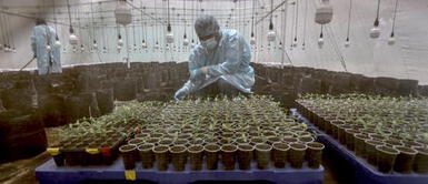 Cann Farm es la primera empresa que cultiva cannabis de manera legal en el Perú. Cultivo de Marihuana: ¿Conoce cuál es la primera empresa en sembrar cannabis para uso medicinal?