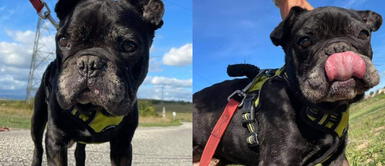 Perrito fue abandonado tras adopción porque se tiraba muchos gases Devuelven a perrito adoptado porque “se tiraba muchos gases”