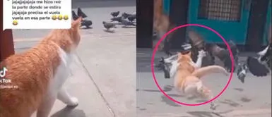 El engreído, de nombre Jerry, avanzó detenidamente hacia las aves para impulsarse y saltar sobre ellas. ‘Gato volador’ es tendencia en TikTok por ‘asustar’ a las palomas | VIDEO