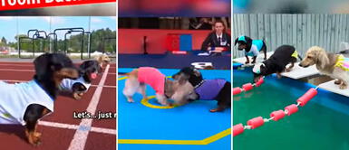 En natación, Crusoe rechazó participar al parecer no es tan cariñoso con el agua. Perritos salchichas son un éxito en los Juegos Olímpicos para canes | VIDEO