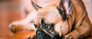 Sin un perro evoca a su dueño no va por decisión propia ¿Cuánto demora un perro en olvidarte?