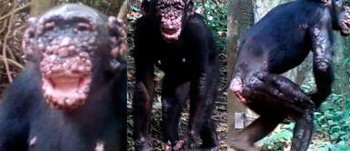 Los orígenes exactos de estos contagios aún no están claros. Chimpancés salvajes fueron diagnosticados con lepra por primera vez