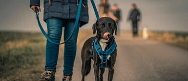Veterinarios recomiendan uso de arnés El collar o arnés. ¿Cuál es la mejor opción para los perros?