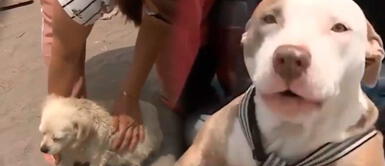 Perritos son envenenados en Villa El Salvador por delincuentes Envenenan a perros para robar y vecinos de VES piden ayuda: “Ya no tenemos quién nos cuide” | VIDEO