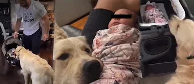 Perrito se emociona al ver al bebé de sus dueños Perro se conmueve al ver por primera vez al bebé de su dueño