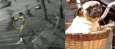 Joven asegura que su inquilina se llevó a sus mascotas. Lince: Joven denuncia el robo de sus perritas pug en plena madrugada