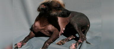 Conoce algunos datos curiosos del perro peruano. ¿Sabías que el perro sin pelo fue declarado patrimonio de la Nación un día como hoy?