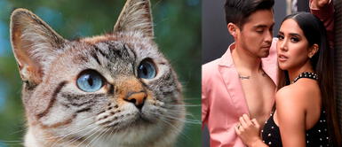 Solo debes acudir a la consulta veterinaria con tu DNI. ¿Te llamas Melissa y tienes un gato? Esta veterinaria te ofrece consultas gratis