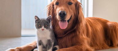 La buena crianza de mascotas dará alegría y paz a la familia Ten en cuenta estos aspectos antes de adquirir una mascota