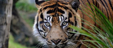 Tigre Sumatra mata a su hembra al intentar aparearse Tigre en peligro de extinción mató a hembra al intentar procrear para salvar su especie