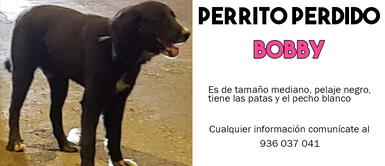 Familia busca a su perrito Bobby Familia busca a Bobby, perrito extraviado que tiene un tumor y necesita tratamiento urgente