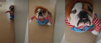 Perrito Bulldog es disfrazado como Chucky Pequeño bulldog es disfrazado como Chucky a solo unos días de Halloween | VIDEO