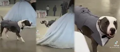 Perrito se convierte en chambelán de su dueña Perrito llega a los 15 años de su dueña para convertirse en su 'chambelán' | VIDEO